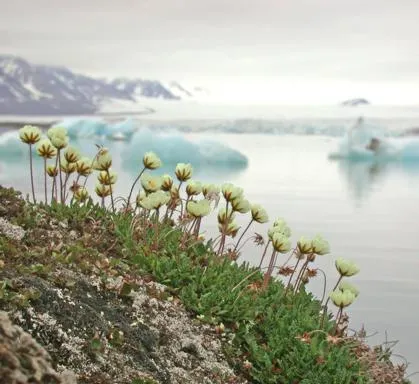 Plante deșert arctic