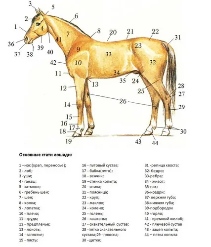 Parse anatomia scheletului, structura, statui și părți ale corpului calului