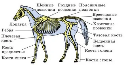 Разбор на анатомията на коня скелет, структура, статуи и части на тялото