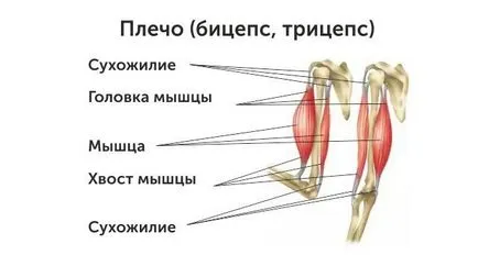 Разтягане на мускулите и се развива гъвкавост, видео