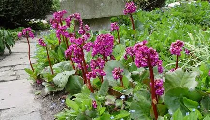 soiuri de plante Saxifrage și fotografii de frunze și flori, cultivare și întreținere