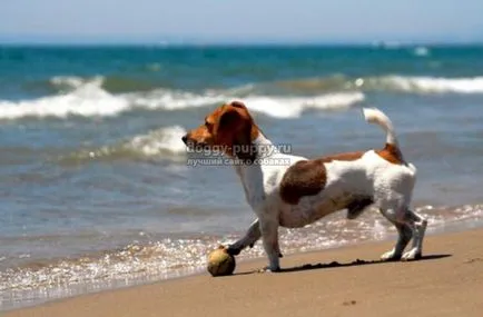 Russell terrier fajta leírását, árát és képek