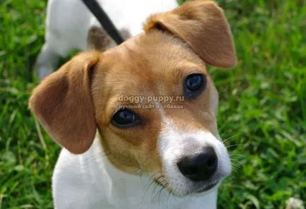 Russell Terrier rasa descriere, pret si poze