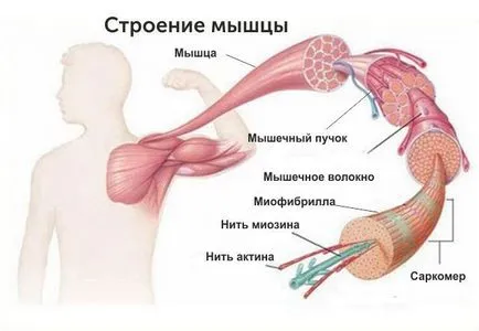 Разтягане на мускулите и се развива гъвкавост, видео