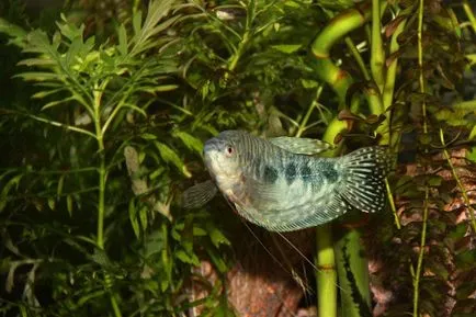 A szaporodási márvány gourami feltételeit ívási