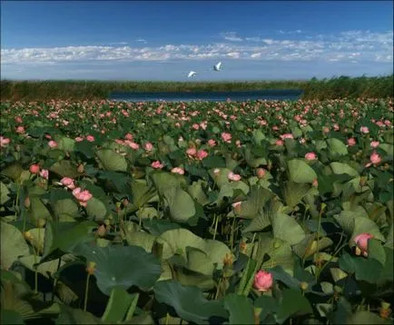 Râul Volga plante și animale râu, descriere, ecologie,