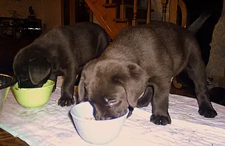 Labrador naștere la domiciliu