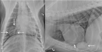 Caracteristicile de difracție cu raze X a tumorilor pulmonare primare la câini la 74 de pacienți, de uz veterinar