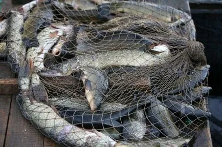 Fishing on a Kubán folyó - halászat helyszíne - dísz - - szól a halászati