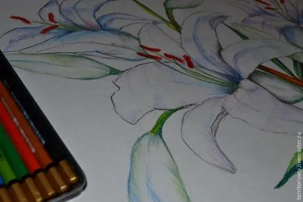 Döntetlen liliom vegyes média segítségével akvarell ceruzák - Fair Masters - Hand