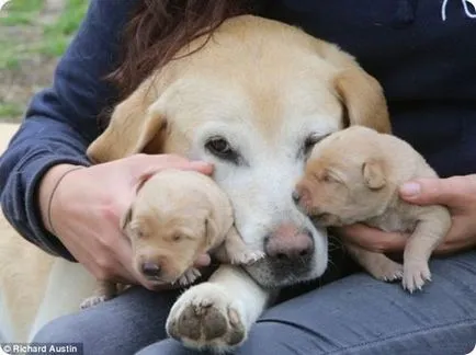 Labrador szülés otthon