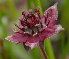 Potentilla (tinctură) prepararea si aplicarea