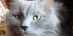 Cat Albastru rusesc, pisica rasa caracteristică, proprietarii de recenzii