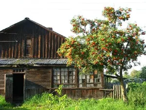 Rowan в градината, озеленяване