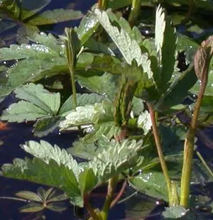 Potentilla (tinctură) prepararea si aplicarea