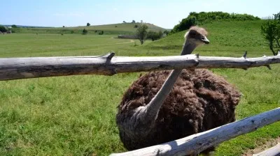 Safari - Parc Kudykin Munte - concediu cu copii