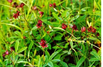 Potentilla ellen osteochondrosis