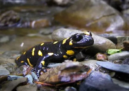 Salamandra și focul nu arde și nu se scufunda în apă