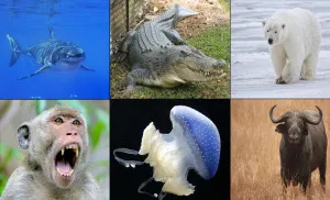 Animalul cel mai periculos al planetei (top 10)