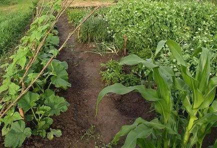 Cum de a începe o grădină de legume în centrul România