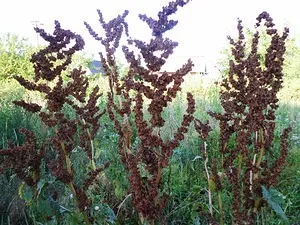 Sorrel, tratamentul măcriș