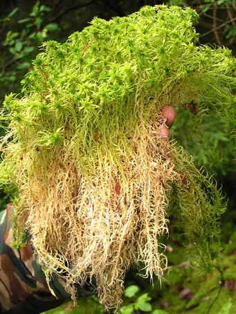 Sphagnum, практическо приложение