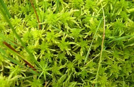 Sphagnum, gyakorlati alkalmazása