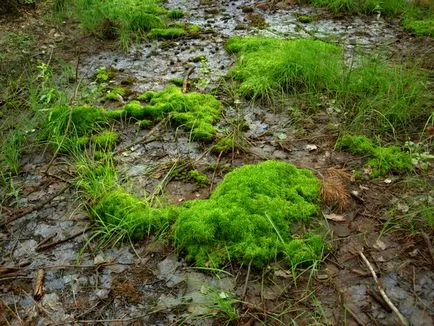 Sphagnum, gyakorlati alkalmazása