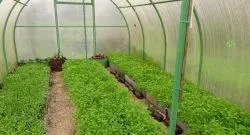 Green тор за краставици в оранжерии, на открито място през пролетта