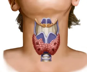 В жлеза щитовидната - структурата, местоположение, функцията