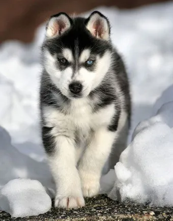 Husky Siberian aspect, caracter, educație, îngrijire, sănătate