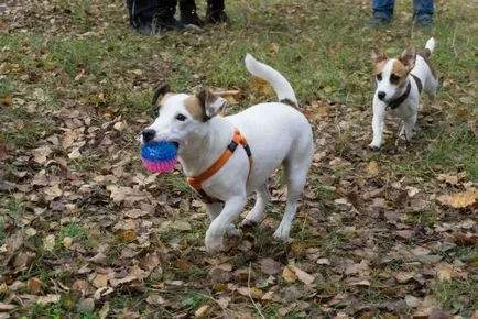 Cât costă un cățeluș Dzhek Rassel Terrier (preț în România, Ucraina, Belarus), „da laba“