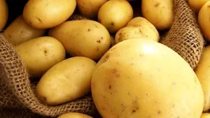 soiuri de cartofi descriere Riviera, de plantare și îngrijire