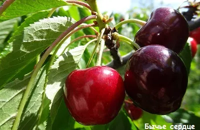 Cseresznye fajták és tulajdonságaik vannak, amelyek a legjobb Szibériában
