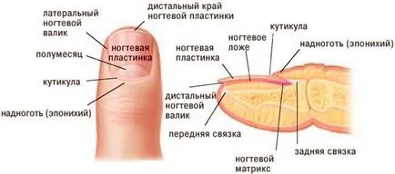 Състоянието на ноктите - огледало на общото здравословно състояние