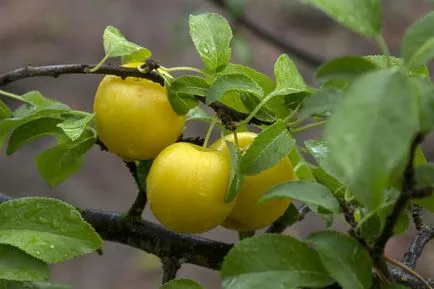 Plum отглеждане, засаждане и грижи