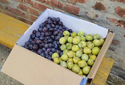 Plum tenyésztés, ültetés és gondozás