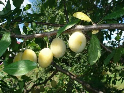 Plum отглеждане, засаждане и грижи