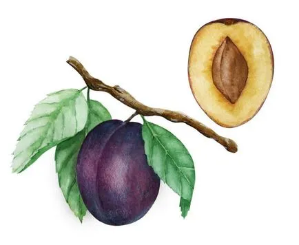 Plum tenyésztés, ültetés és gondozás