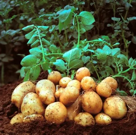 soiuri de cartofi descriere Riviera, de plantare și îngrijire