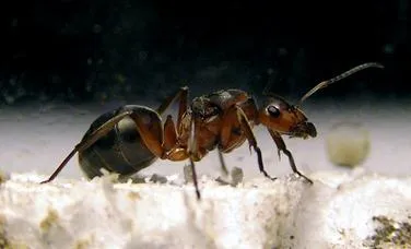 Crearea unei colonii de furnici subgen Formica bazat pe un uter și coconi donator, fanii clubului