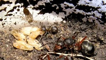 Crearea unei colonii de furnici subgen Formica bazat pe un uter și coconi donator, fanii clubului