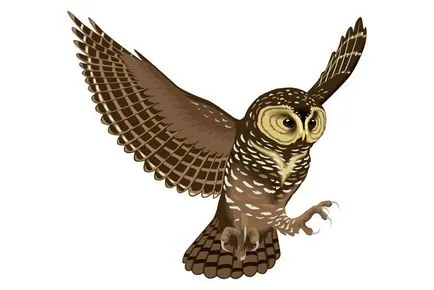 Owl (Bianchi), literar basm bufniță, basme românești, folk, oameni din lume