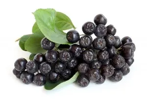 Aronia proprietăți utile ale chokeberry