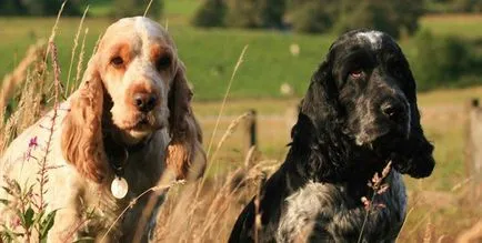 Engleză Cocker Spaniel este cel mai mic dintre câini vanatorii