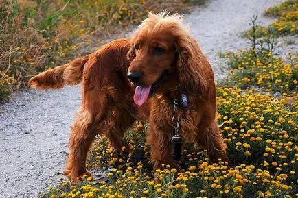 Engleză Cocker Spaniel este cel mai mic dintre câini vanatorii