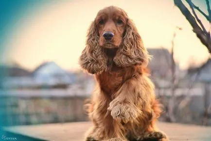 Engleză Cocker Spaniel este cel mai mic dintre câini vanatorii