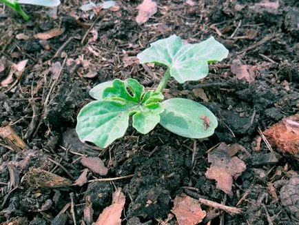 plantare pepene verde și de îngrijire în câmp deschis fotografie, film