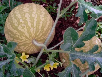 plantare pepene verde și de îngrijire în câmp deschis fotografie, film