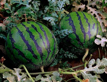 plantare pepene verde și de îngrijire în câmp deschis fotografie, film